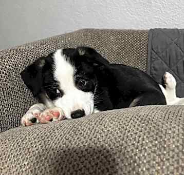 Photo of Baxter