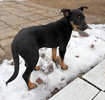 Photo of Bramble