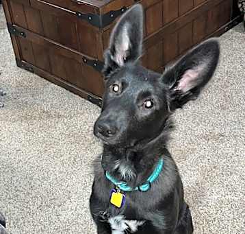 Photo of Max