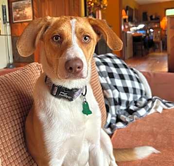 Photo of Copper