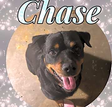 Photo of Chase