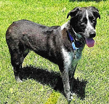 Photo of ALFIE  BLUE -TENDER HEART...EASY