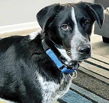 Photo of ALFIE  BLUE -TENDER HEART...EASY