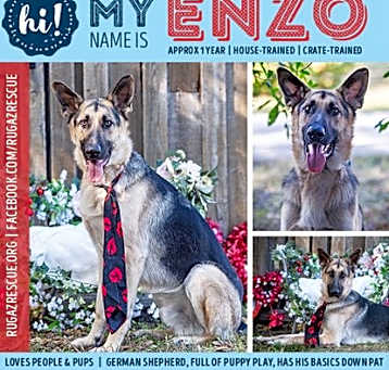 Photo of Enzo