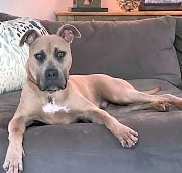 Photo of Bo