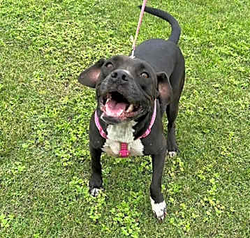 Photo of Willow