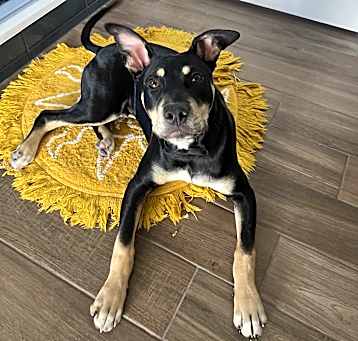 Photo of Mylo