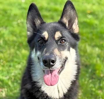 Photo of Timber