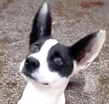 Photo of Tootsie
