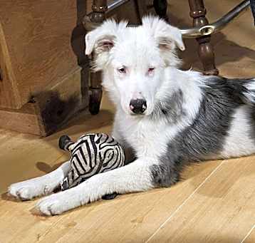 Photo of Odin