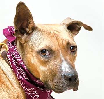 Photo of CANNOLI
