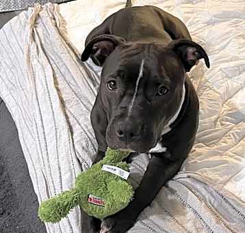 Photo of Bonnie