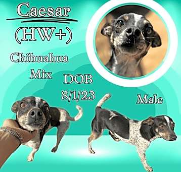 Photo of Caesar