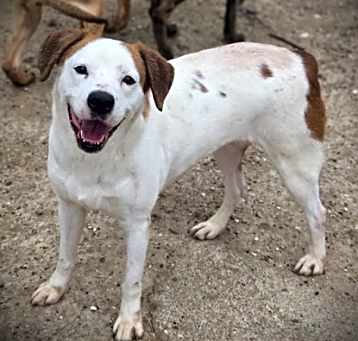 Photo of Posie