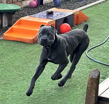 Photo of Rocco