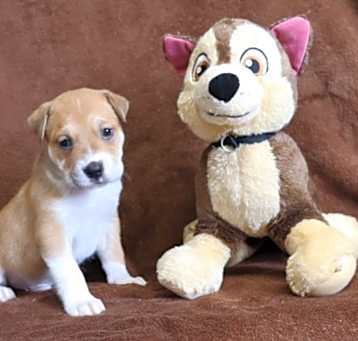 Photo of Baron