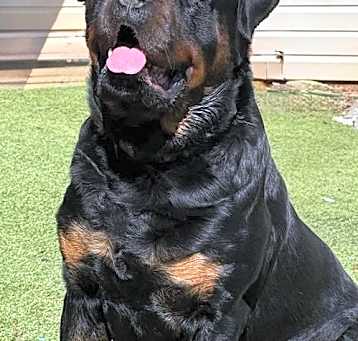 Photo of Remi