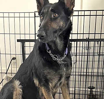 Photo of Kali