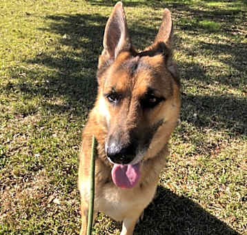 Photo of Buck