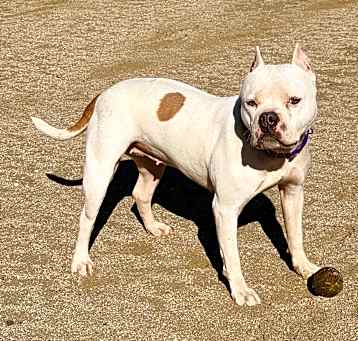 Photo of Moon Pie