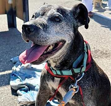 Photo of Boozer $70 to adopt this good boy!