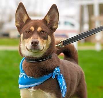 Photo of Gingerbread Gertie IN FOSTER - house trained, knows basic commands!