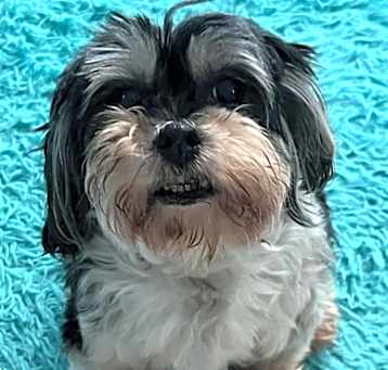 Photo of Oreo