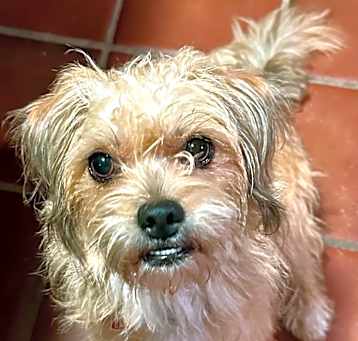 Photo of Nala
