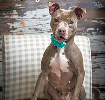 Photo of Lady