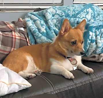 Photo of Bella