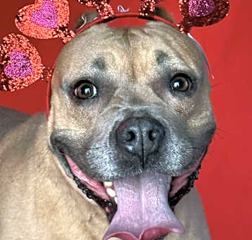 Photo of Lolipop