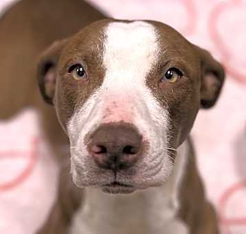 Photo of Dottie