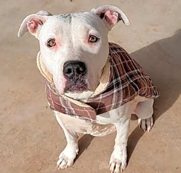Photo of Sweetie