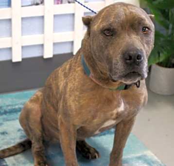 Photo of Tiger URGENT HELP PLEASE !
