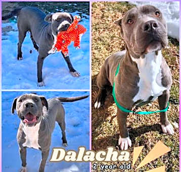 Photo of Dalacha