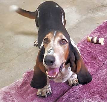 Photo of Rambo