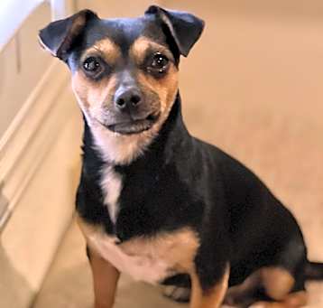 Photo of Violet