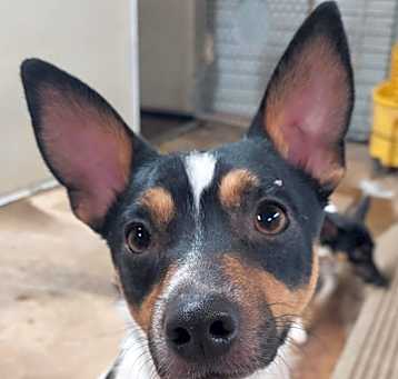Photo of Rocky
