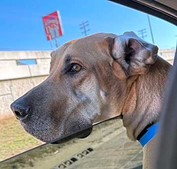 Photo of Hank