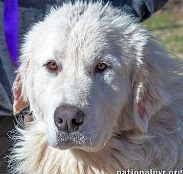 Photo of Boltund in TN - Happy, Silly & Playful!
