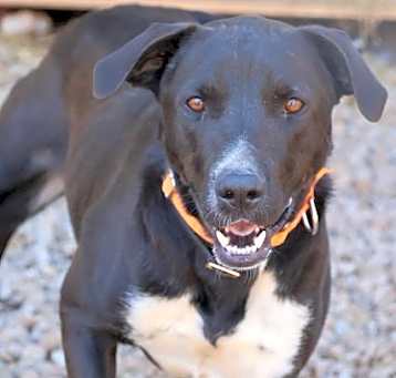 Photo of Otis