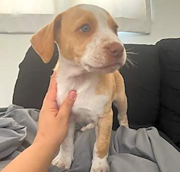 Photo of Caramel