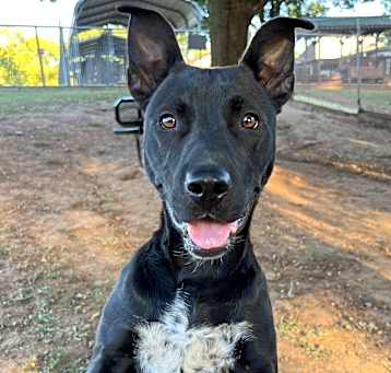 Photo of Oreo