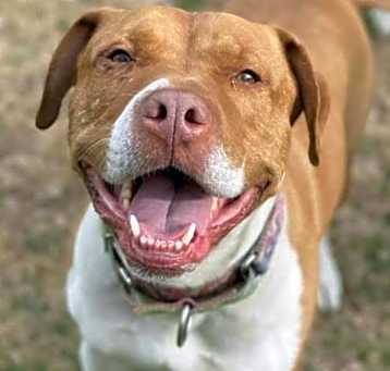 Photo of Gunner