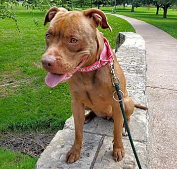 Photo of Dixie