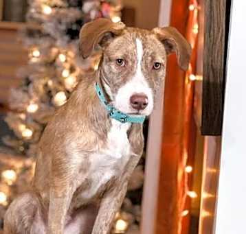 Photo of Piper