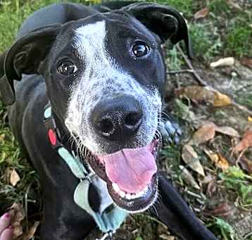 Photo of Black Jack