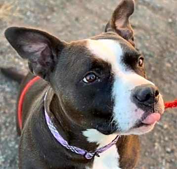 Photo of Phoebe