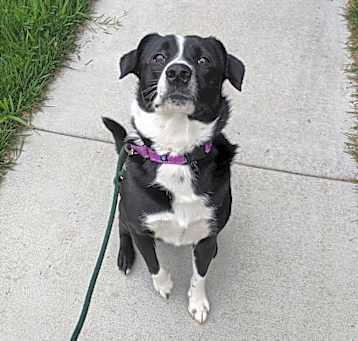 Photo of Loki