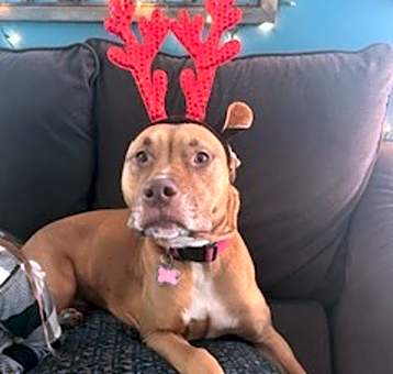 Photo of Nala - Home to Home